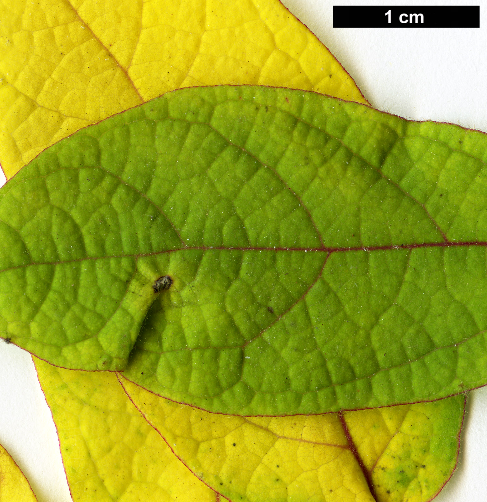 High resolution image: Family: Lauraceae - Genus: Lindera - Taxon: melissifolia